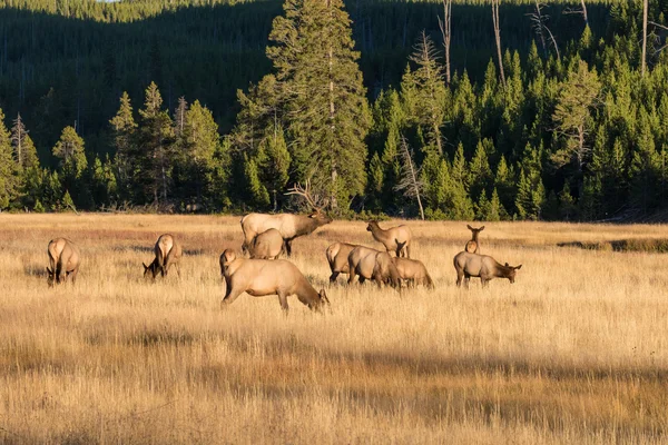 Rutting Elk Herd