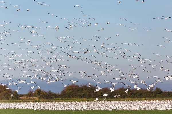 Flying snow geese
