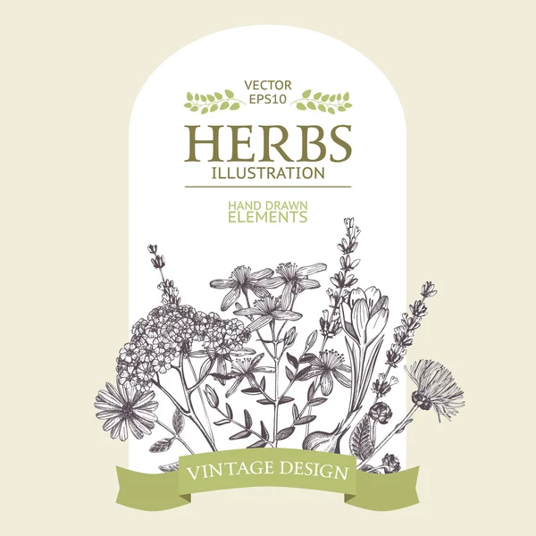 Vintage medicinal herbs sketch