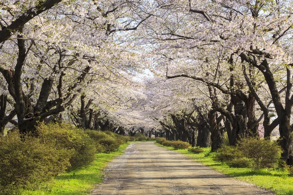 Cherry blossoms bloom path