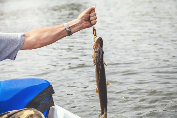 Fisherman holding pike caught over water