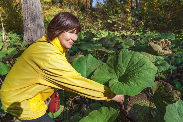 Pleasant elderly woman picked up giant leaf of plant