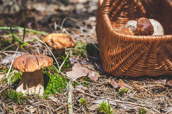 Large mushrooms and wicker basket in forest glade