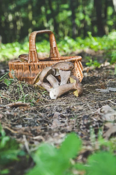 Harvested fresh white mushrooms in a sunny forest