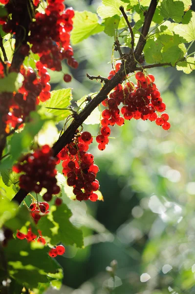 Red currant berries in summer sun rays