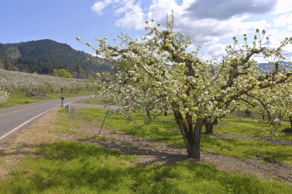 Apple orchards in Hood River Oregon.
