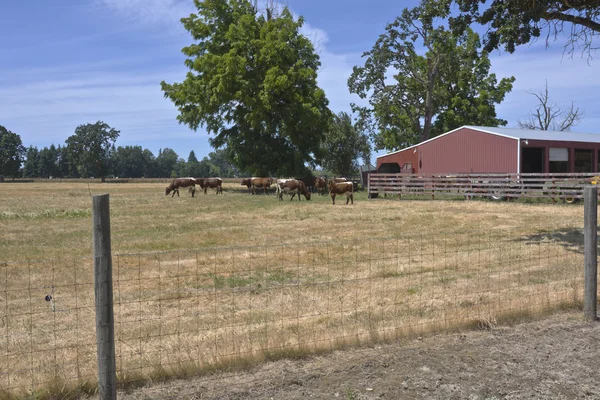 Catlles in a country farm Oregon.