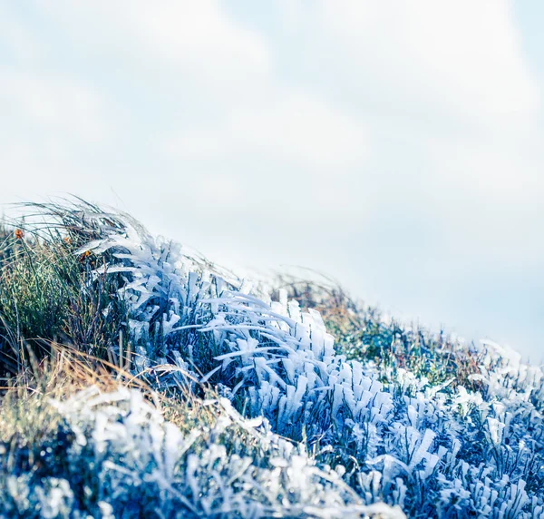 Frozen grass