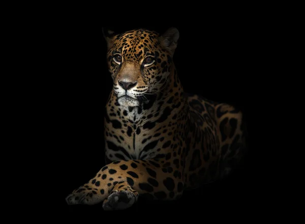 Jaguar ( Panthera onca ) in the dark