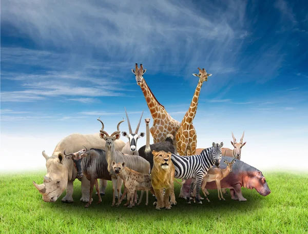 Group of africa animals