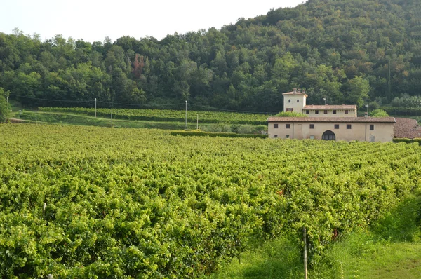 An ancient farm estate with its vineyards in the countryside of