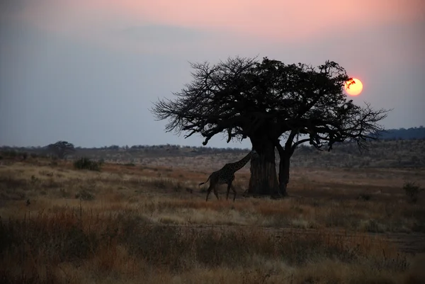 One day safari in Tanzania - Africa - Giraffe at sunset