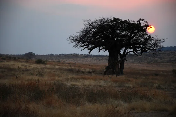 One day safari in Tanzania - Africa - Giraffe at sunset