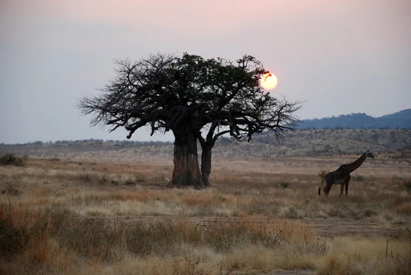 One day safari in Tanzania - Africa - Giraffe at sunset