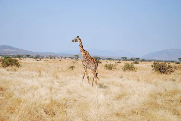 One day of safari in Tanzania - Africa - Giraffe