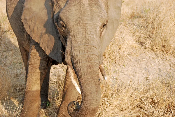 One day of safari in Tanzania - Africa - Elephants