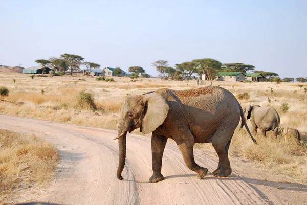 One day of safari in Tanzania - Africa - Elephants
