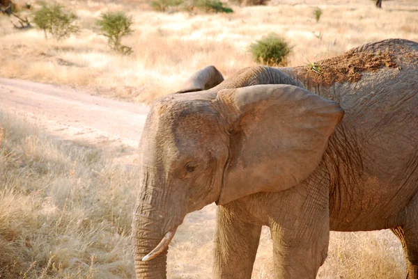 One day of safari in Tanzania - Africa - Elephants