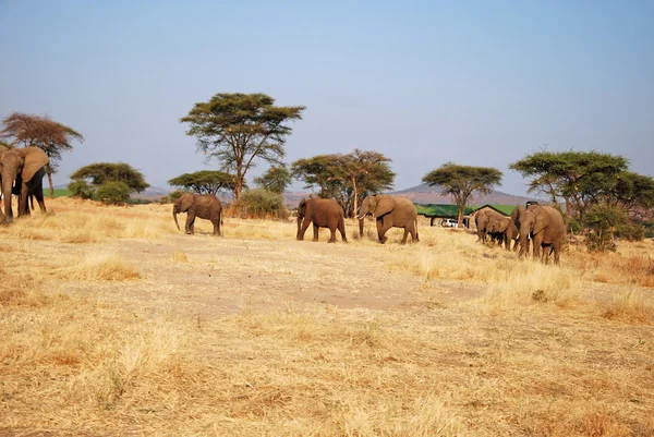 One day of safari in Tanzania - Africa - Elephants