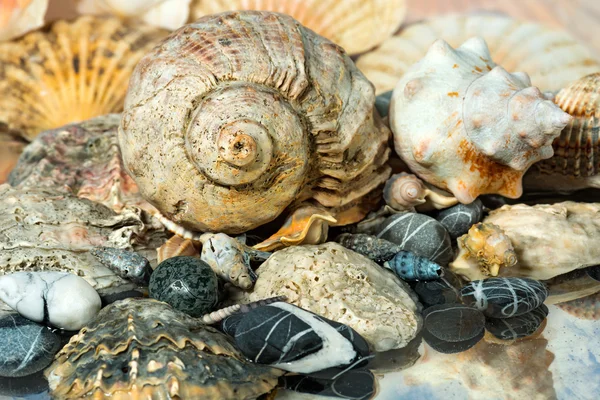 Shells on the Seashore