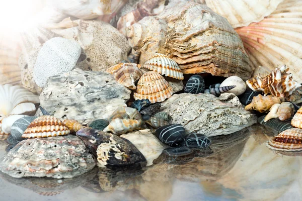 Shells on the Seashore