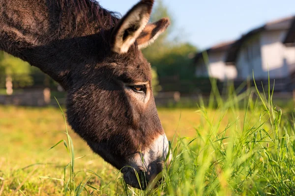 Donkey Grazing on a Green Meadow
