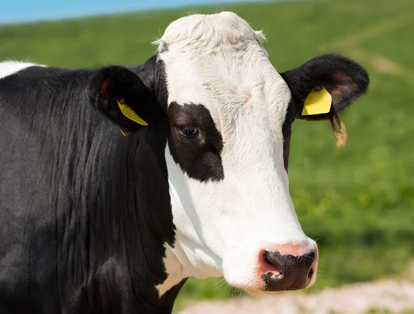 Close up of Cow Head