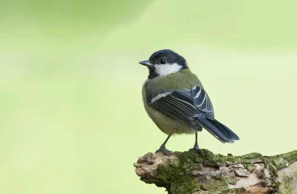 Bird Great Tit a sharp, green bird with black head and white cheeks.