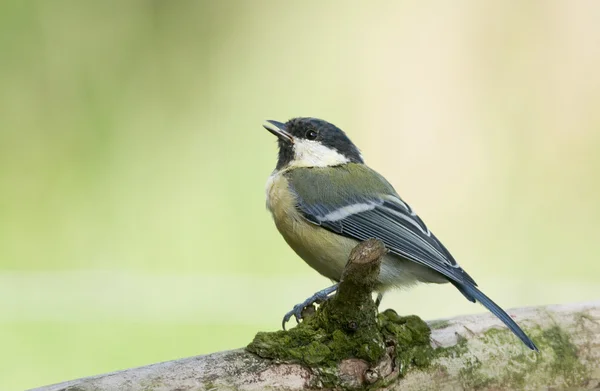 Bird Great Tit a sharp, green bird with black head and white cheeks.