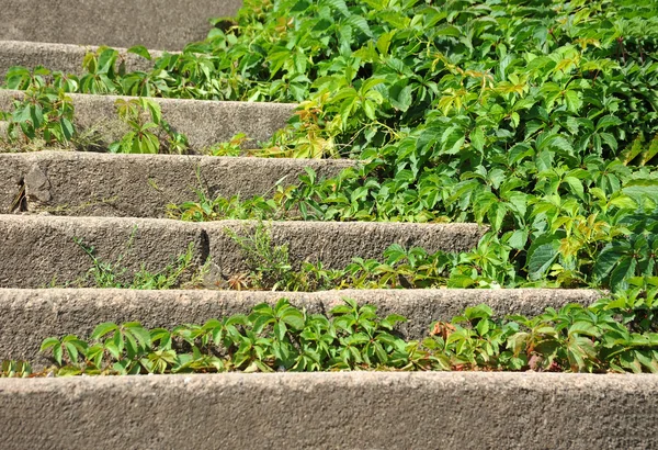 Wild vine leaves on stone staircase