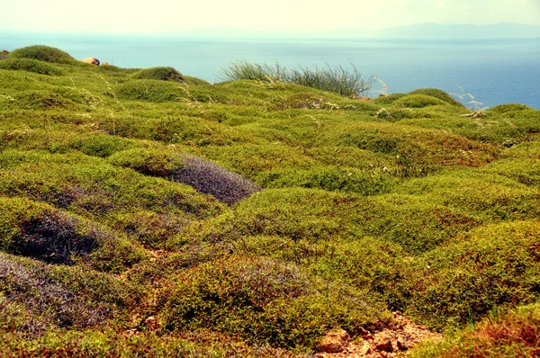 Ground full of modest moss, landscape on greek island mykonos