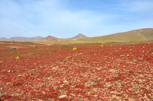 Fertile soil - red vegetation on spanish volcanic island Lanzarote