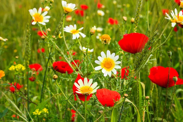 Flowers in the meadow