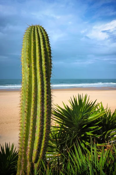 Beach scene with a big cactus with spikes