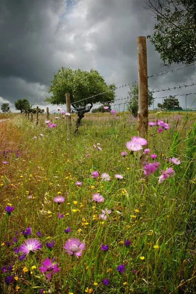 Countryside landscape with wild vegetation and flowers