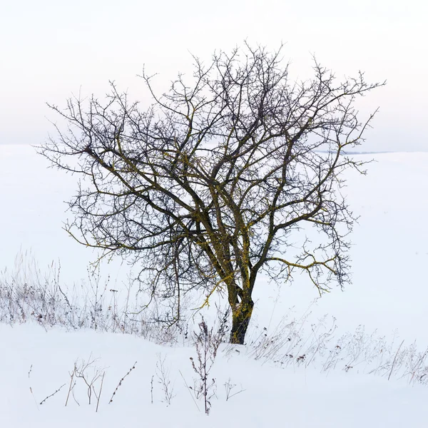 Lonely tree