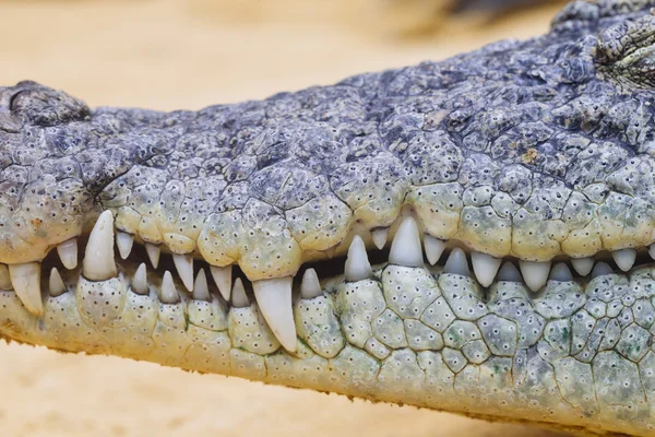 Close up of a crocodile teeth