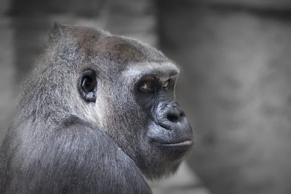 Portrait of a beautiful gorilla looking at camera