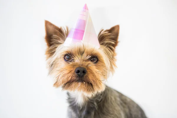 York dog with a party hat over white