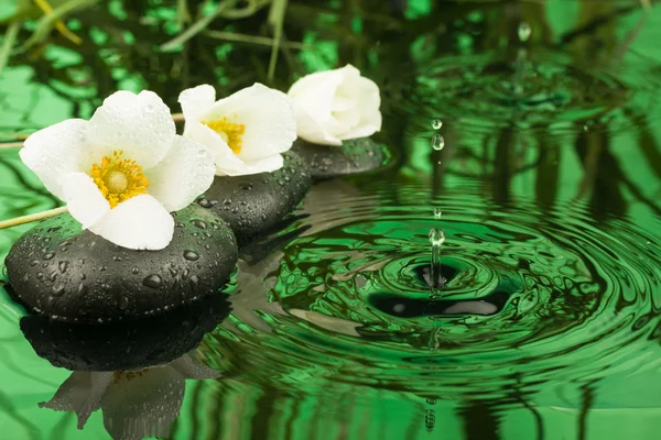 Beautiful white flowers among the black stones  in the rain