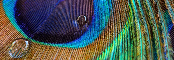 Peacock feather closeup, macro, letter box format