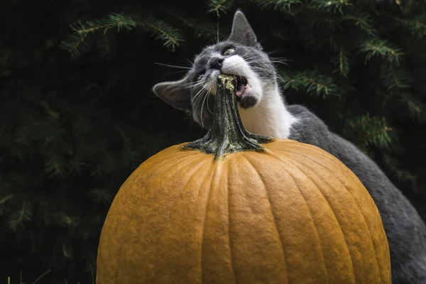 Cat biting pumpkin
