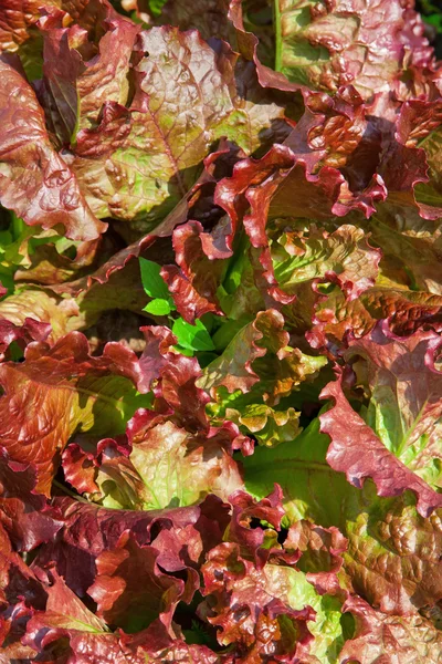 Lettuce background red