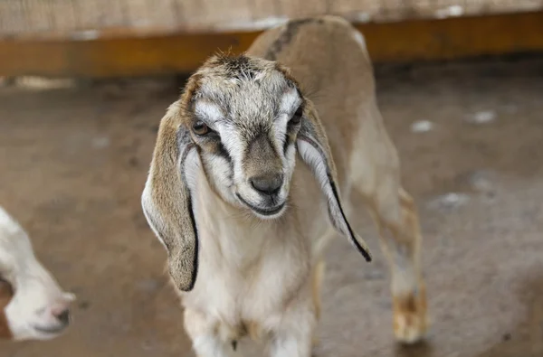 A baby goat lamb animal