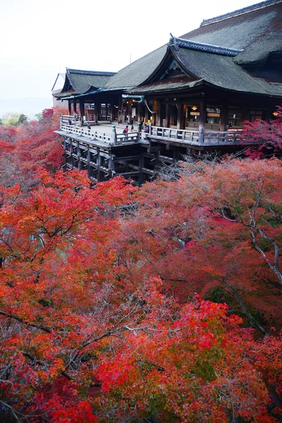 Fall foliage in kyoto
