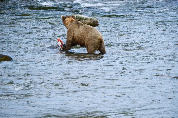 Grizzly bear hunting salmon