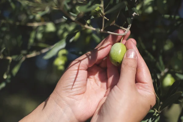 Hands holding olive tree branch