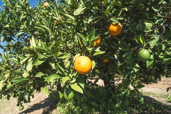 Oranges on green branch
