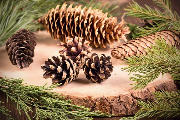 Cones and branches of coniferous trees