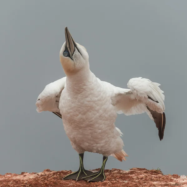 Beautiful gannets at the lonely island Helgoland in North Sea of